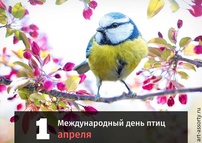 Международный день птиц картинка