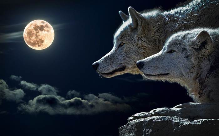 Полнолуние волки