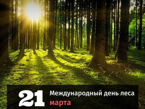 Международный день леса картинка
