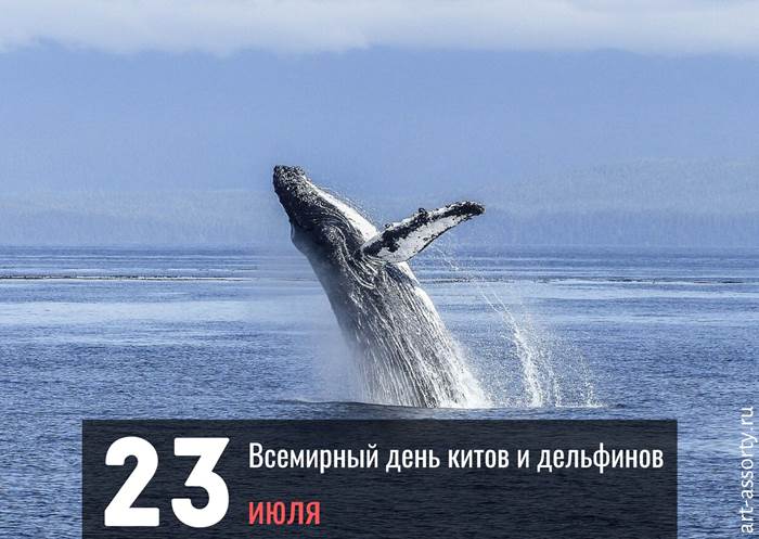 Всемирный день китов и дельфинов поздравление