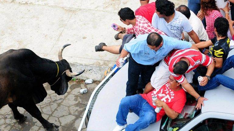 нападение быка