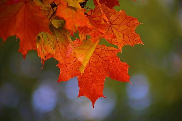 Кленовые листья осень