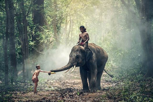 Слон в Тайланде фото