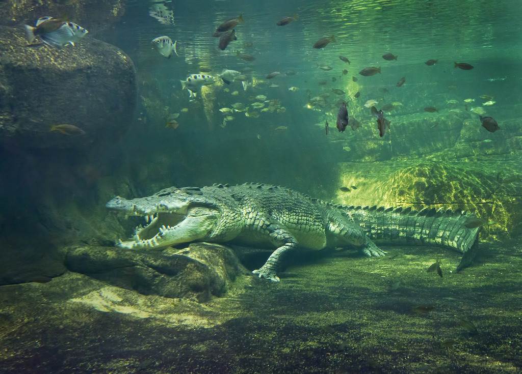 Рептилии живущие в воде. Морской гребнистый крокодил. Австралийский гребнистый крокодил. Морской гребенчатый крокодил. Гребнистый крокодил среда обитания.