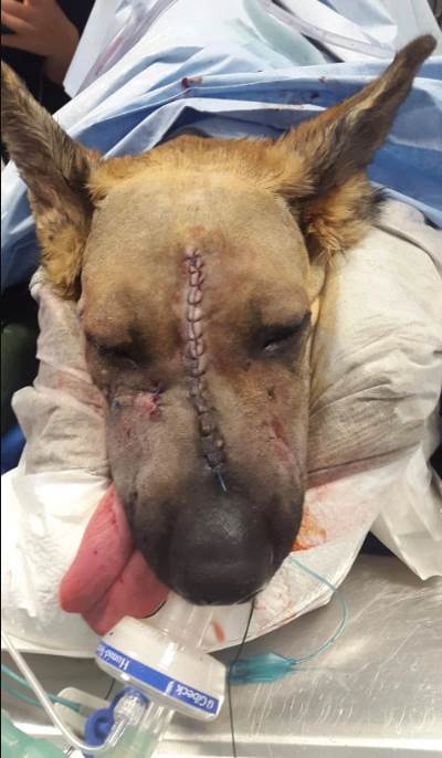 Немецкая овчарка после аварии получила бионическое лицо Новости в фотографиях,Великобритания,врачи,новости,собаки,фото