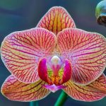 Фаленопсис фото