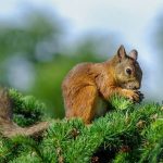 Белка на ветках лиственницы фото