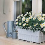 Ромашки на подоконнике фото