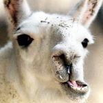 Мир живой природы Dani Garcia Sarabia