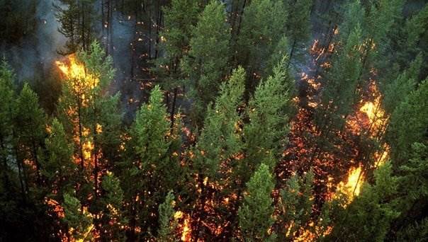 Пожары в Сибири 2019 фото Новости в фотографиях,лес,пожары,Россия,Сибирь