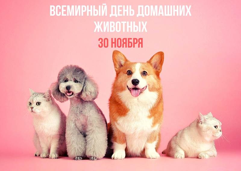 Всемирный день домашних животных картинка