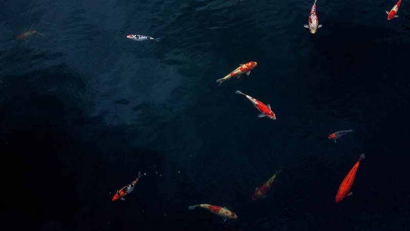 Золотые рыбки в пруду фото