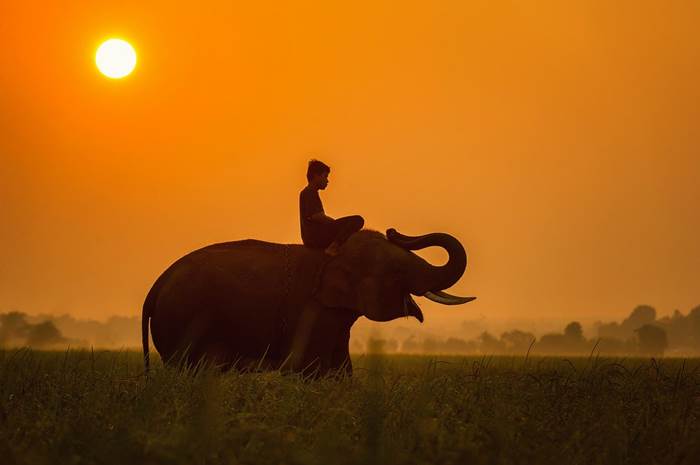 Тайланд слон фото