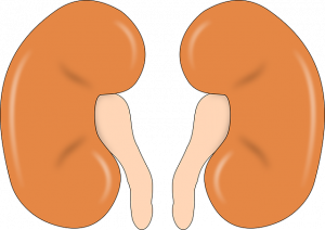 Почки картинка