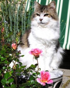 Кошка и розы фото