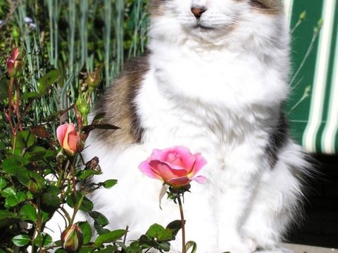 Кошка и розы фото