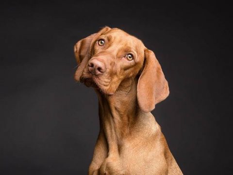 Собака фото