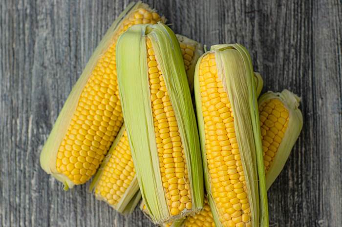 Посадка кукурузы весной 2023 в открытый грунт - TVTN