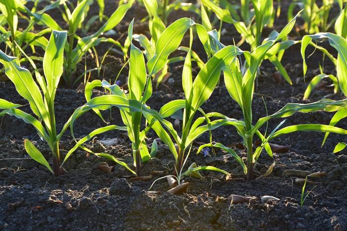 Посадка кукурузы весной 2023 в открытый грунт - TVTN