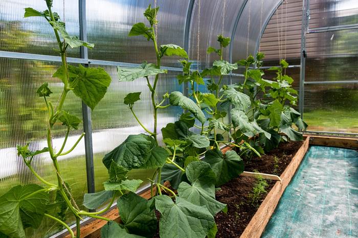 Выращивание овощей в теплице с уплотняющей культурой станет отличным подспорьем в получении раннего урожая.
