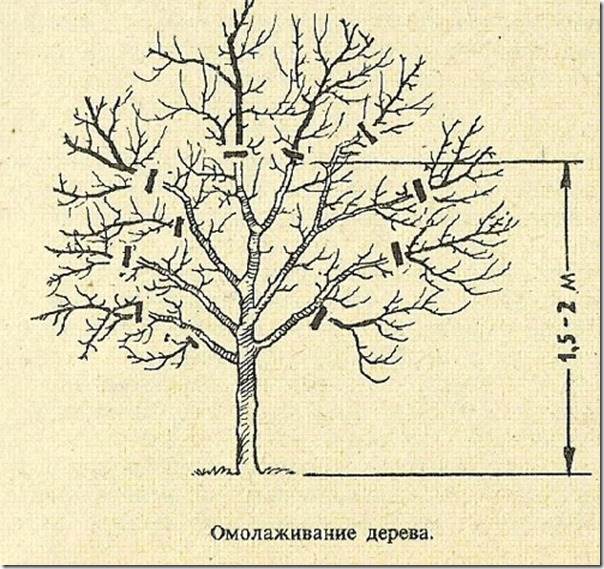 Кронирование дуба схема