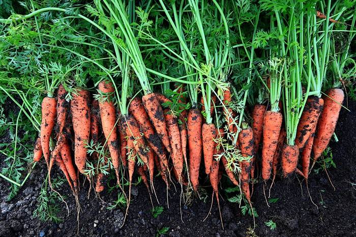Морковь на огороде
