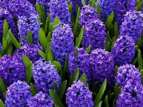 Гиацинт синие цветы