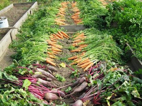 Урожай свеклы и моркови