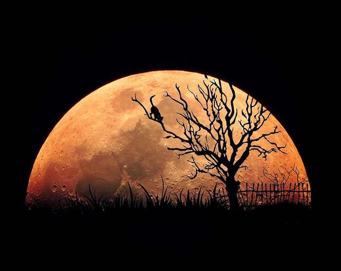 Кошка на фоне Полной Луны