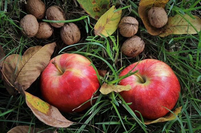 Спелые яблоки и орехи в ноябре