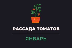 Рассада томатов январь