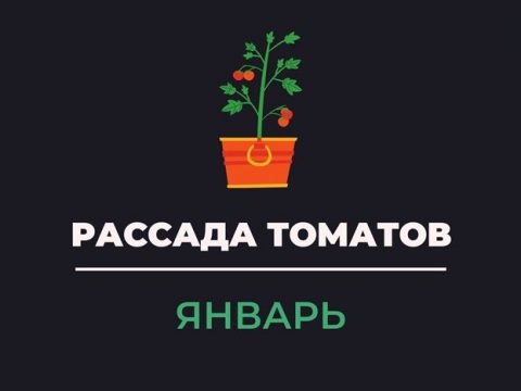 Рассада томатов январь