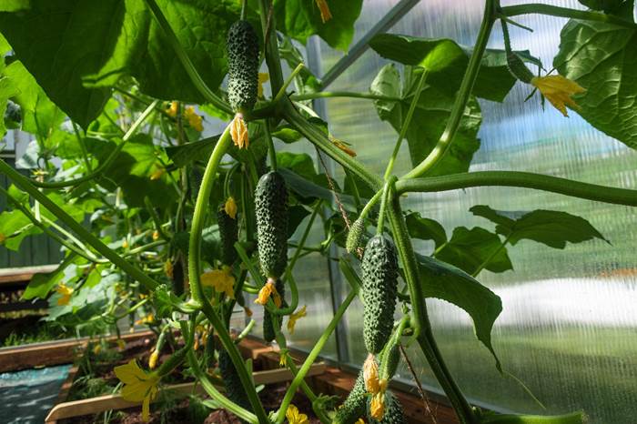 Выращивание овощей в теплице с уплотняющей культурой станет отличным подспорьем в получении раннего урожая.