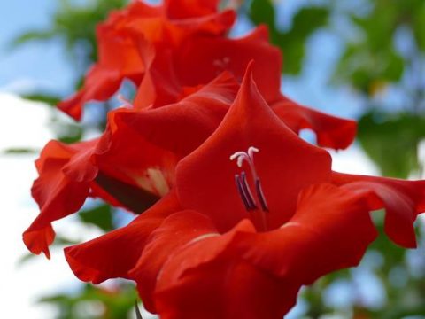Красные цветы гладиолуса