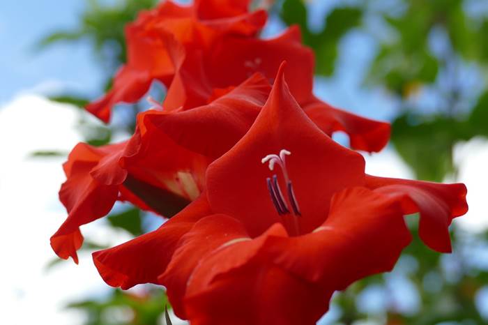 Красные цветы гладиолуса