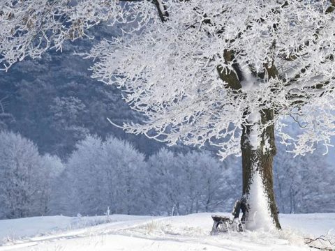 Снег в декабре