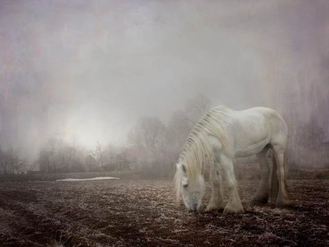Лошадь в поле в ноябре