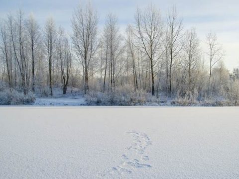 Река и лес в снегу