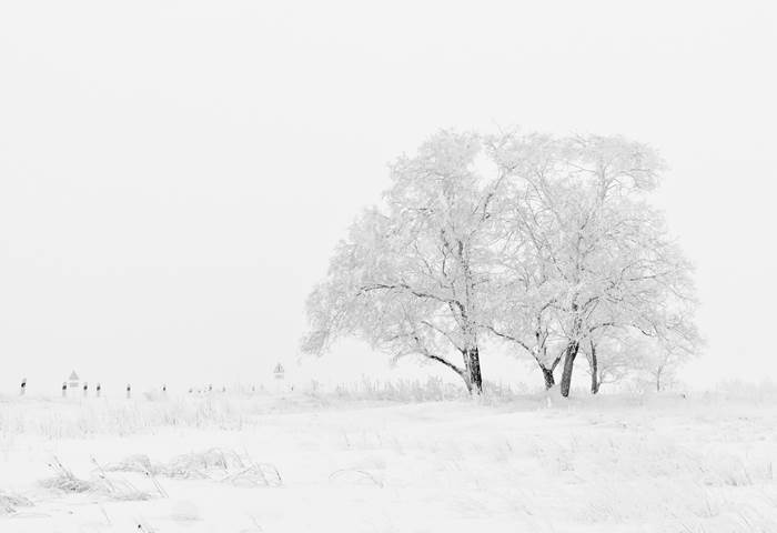 Деревья в снегу зимой