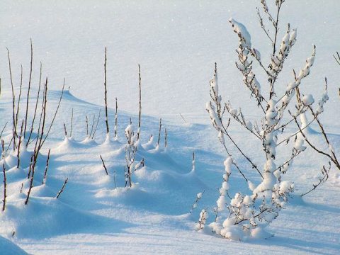 Снежная зима