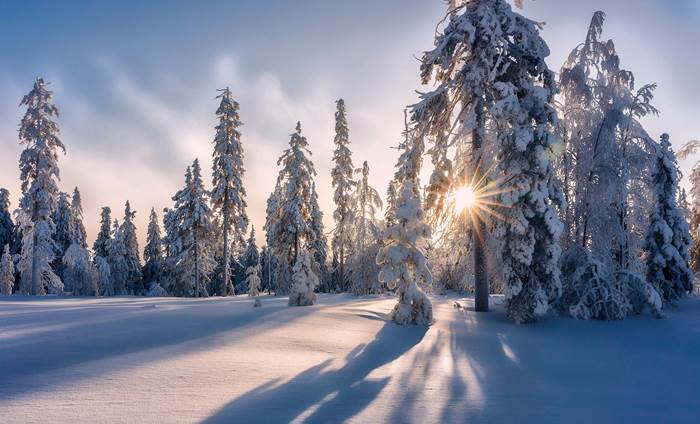 Зимний лес в снегу