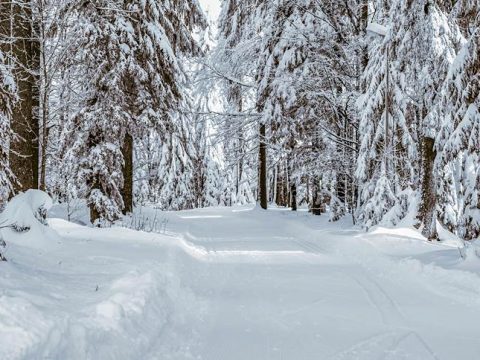 Дорога в зимнем лесу