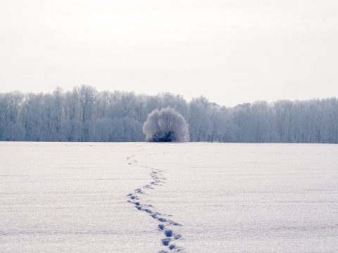 Следы в снегу на поле