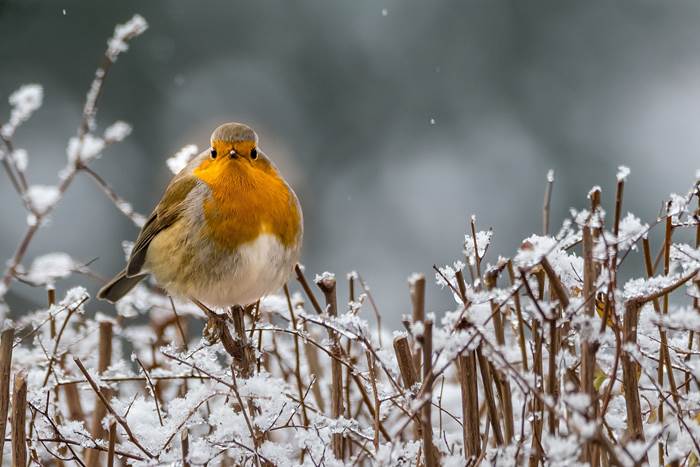 Снежная зима и певчая птица