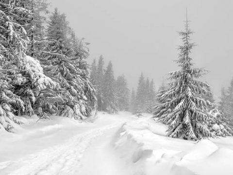 Зимняя дорога в заснеженном лесу