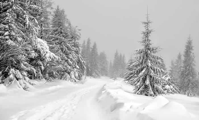 Зимняя дорога в заснеженном лесу