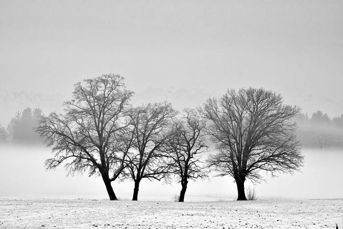 Зима. Деревья в поле