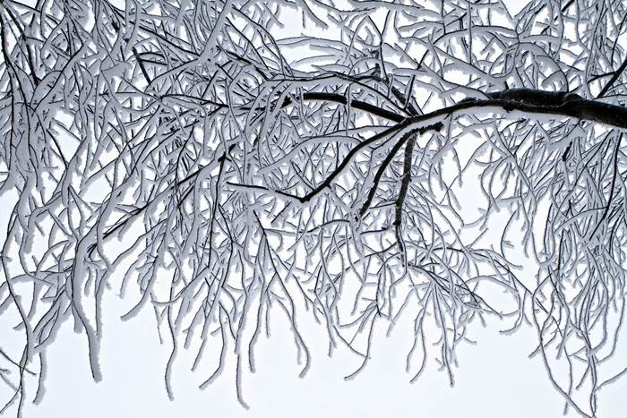 Деревья зимой в снегу
