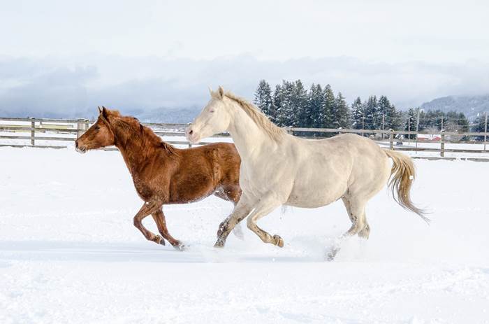 Лошади скачут по снегу