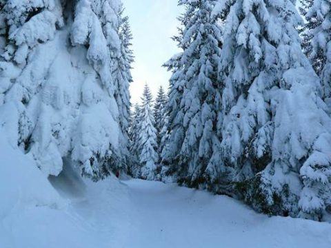 Еловый лес зимой в снегу